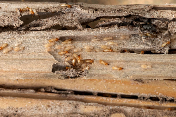 Best Pest Inspection Near Me  in Countryside, VA